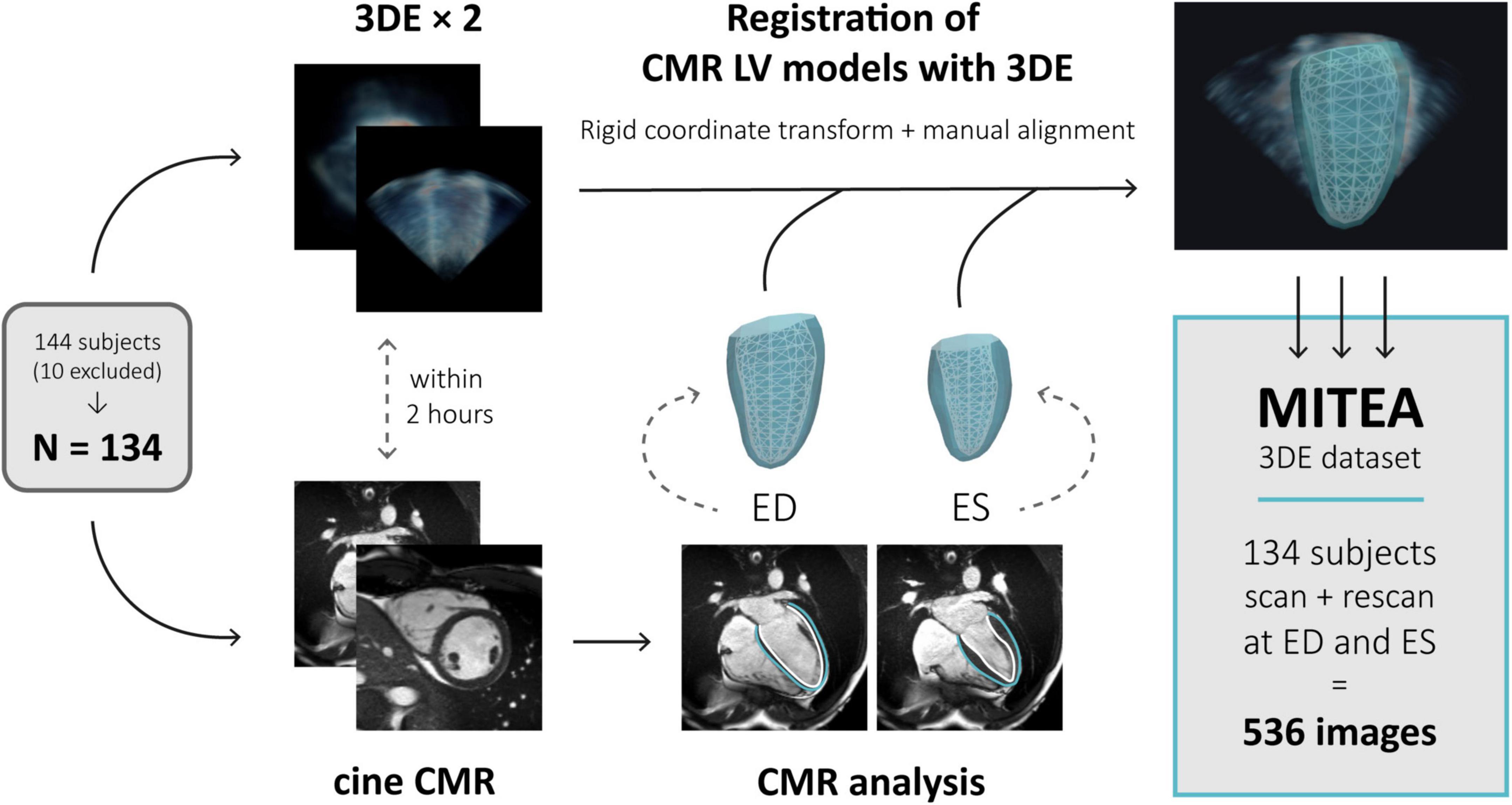 MITEA: A dataset for machine learning segmentation of the left ventricle in 3D echocardiography using subject-specific labels from cardiac magnetic resonance imaging